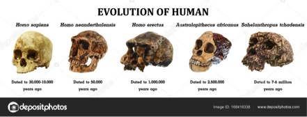 EVOLUCIÓN DEL CRÁNEO HUMANO